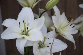 white Flower Lily plants