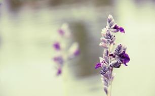 beautiful purple flower on riverside