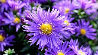 blue asters close-up in a blurred background