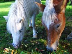 walking cute ponies in the field