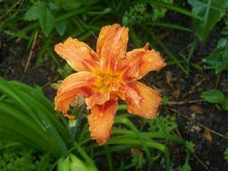 Orange Lily Flower