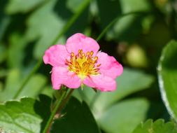 Pink Flower at garden
