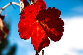 wine red leaf on a tree