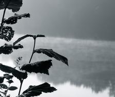 black leaves on a branch