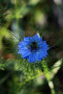 Blue Flower at Spring time