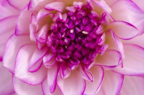 purple Dahlia Flower Blossom