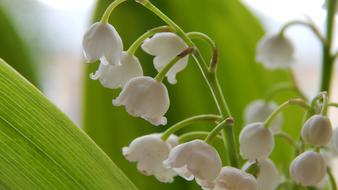 white Lilies Of The Valley Flowers