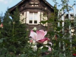 Close-up of the colorful and beautiful rose flowers and other plants near the building