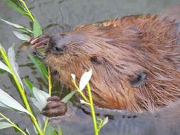 enchanting Beaver Rodent