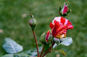 bush of multi coloured roses with buds close-up