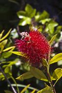 Callistemon Laevis, Scarlet Bottlebrush, red hairy Flower