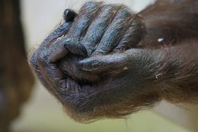 fluffy gorilla hands