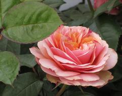 Rose Pink Flower