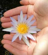 purple Water Lily flower on Hands