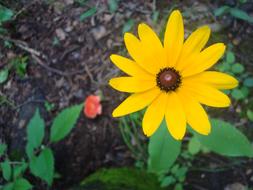 yellow Daisy Flower Contrast