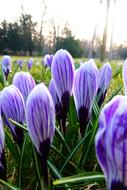 Flower Spring Blossoms