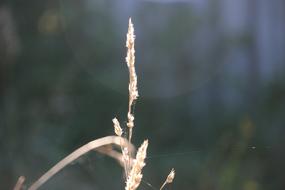 Autumn Faded Grass