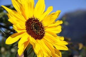 Close Up photo of Sunflower Blossom petals