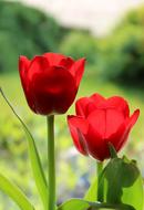 Tulip Red Spring