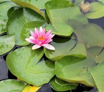pink Water Lily Flower in Pond
