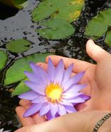 Water Lily With Hands