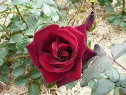 Red Rose Flower Bloom