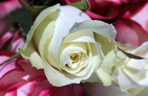 Rose White Blossom