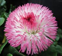 Close-up of the beautiful, pink, red, white and green daisy flower among the green leaves, in the spring
