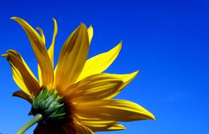 Yellow Flower petals at blue Sky