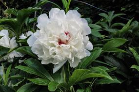 Paeonia Blossom close-up