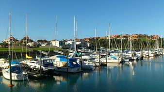 New Zealand Oyster Petit Harbour