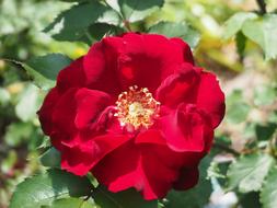 Rose Blossom Bloom Red