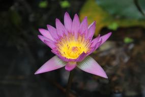 Color Lotus Flower Blooming