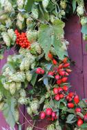 Autumn red berries on a branch