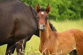 little horse looks into the camera