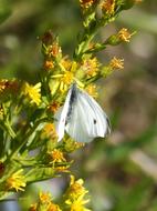 white butterfly on yellow flower, close-up