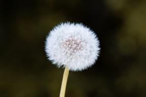 Dandelion Flower Pointed