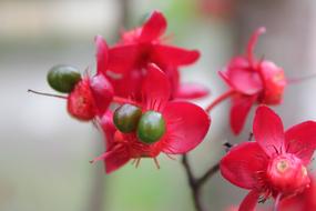 Flower Red Hua Xie