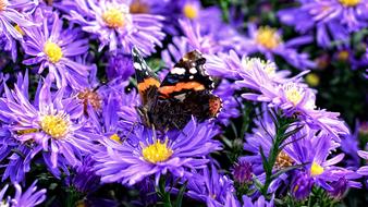 Butterfly on Herbstastern Aster flowers