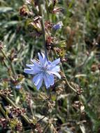 chicory, blue Flower on Meadow at Autumn