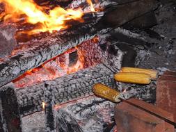 roasted corn on the campfire