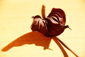 Dried brown Blossom Bloom