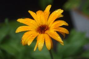 drops on orange pointed flower on blurred background