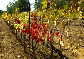 colored leaves on grapevine bushes