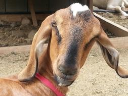 funny goat on the farm