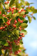 Spindle Flower Red in a blurred background