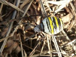 colored spider on dry grass