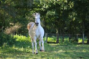 running white horse in a field