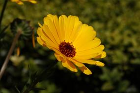 Yellow Flower at spring Garden