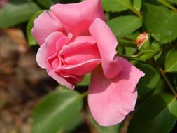 Close-up of the beautiful, blooming, pink rose flower of different shades, with green leaves